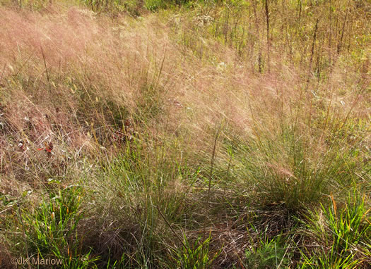 image of Muhlenbergia capillaris, Pink Muhlygrass, Upland Muhly, Hair-awn Muhly, Hairgrass