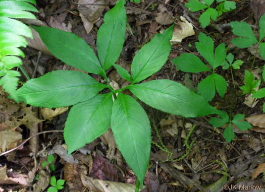 image of Arisaema dracontium, Green Dragon