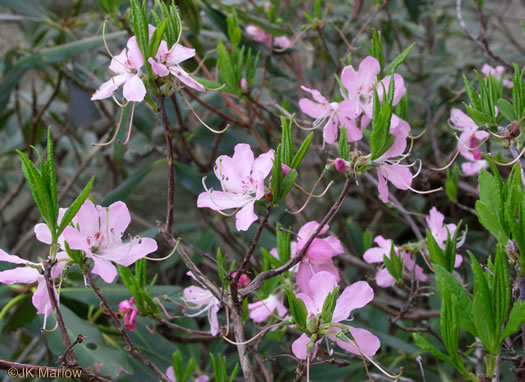 image of Rhododendron vaseyi, Pinkshell Azalea