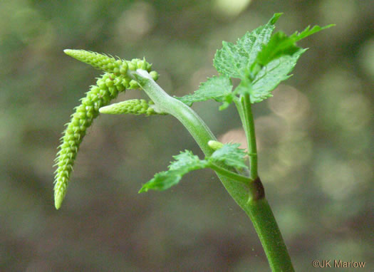 image of Actaea racemosa, Common Black Cohosh, Early Black Cohosh, Black Snakeroot, black bugbane