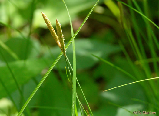 image of Carex woodii, Wood's Sedge, Pretty Sedge