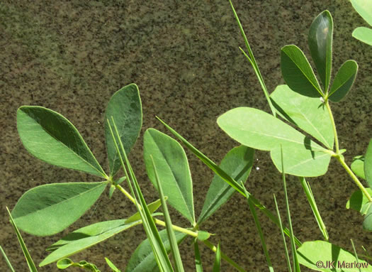 image of Baptisia bracteata, Creamy Wild Indigo