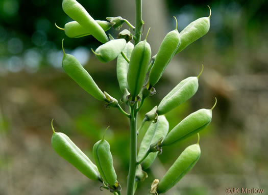 image of Baptisia albescens, Narrow-pod White Wild Indigo, Spiked Wild Indigo