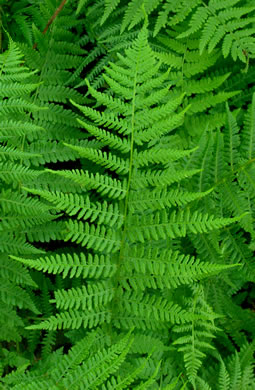 image of Athyrium angustum, Northern Lady Fern