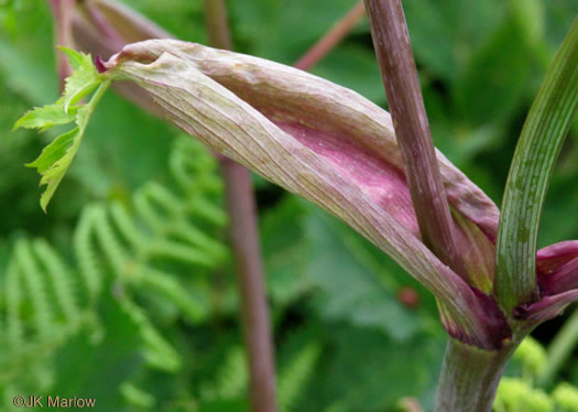 image of Angelica triquinata, Mountain Angelica, Appalachian Angelica, Filmy Angelica