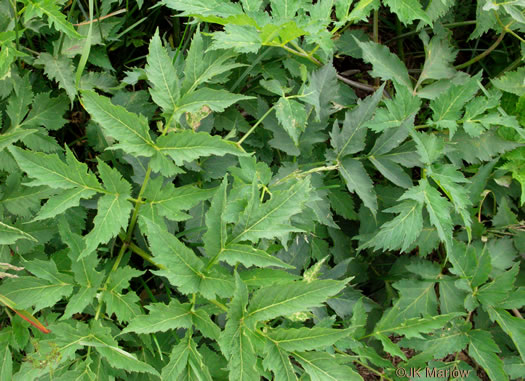 image of Angelica triquinata, Mountain Angelica, Appalachian Angelica, Filmy Angelica