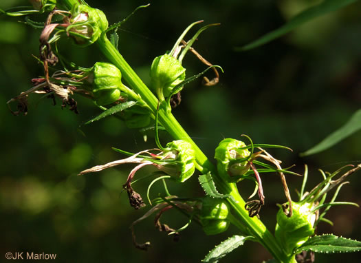 image of Lobelia cardinalis var. cardinalis, Cardinal Flower