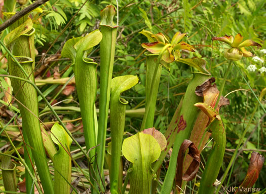 image of Sarracenia jonesii, Mountain Sweet Pitcherplant