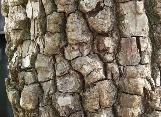 image of Diospyros virginiana, American Persimmon, Possumwood, Simmon