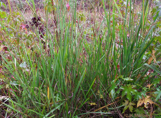 image of Sorghastrum nutans, Yellow Indiangrass, Prairie Indiangrass