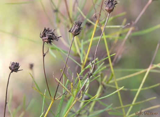 image of Coreopsis verticillata, Threadleaf Coreopsis, Cutleaf Tickseed, Whorled Tickseed