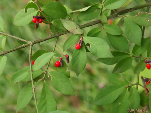 image of Euonymus alatus, Burning-bush, Winged Euonymus, Winged Wahoo