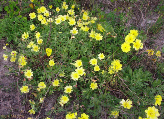 image of Oenothera drummondii, Beach Evening Primrose, Drummond's Evening Primrose