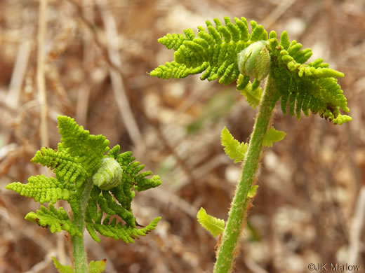 image of Claytosmunda claytoniana, Interrupted Fern