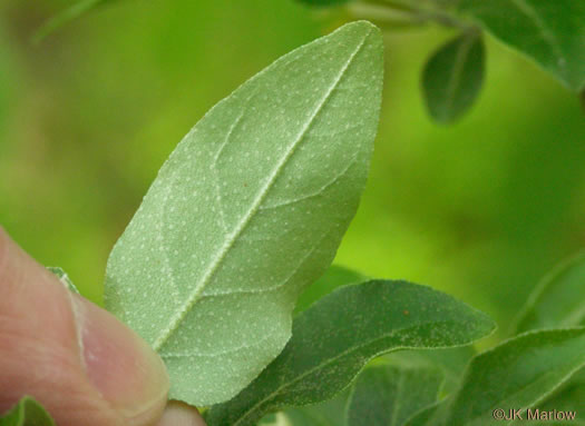 image of Elaeagnus umbellata, Autumn-olive, Spring Silverberry, Oriental Silverleaf