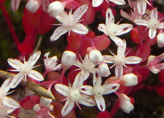 image of Diamorpha smallii, Elf-orpine