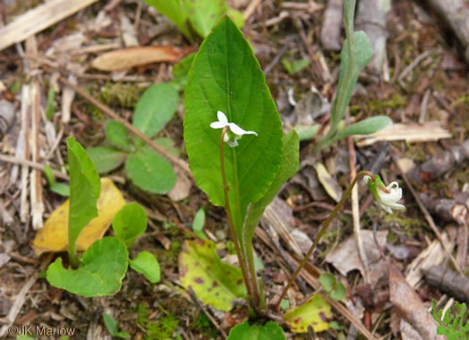 image of Viola primulifolia, Primrose-leaf Violet