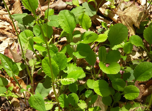 image of Packera obovata, Roundleaf Ragwort, Roundleaf Groundsel, Spatulate-leaved Ragwort, Running Ragwort