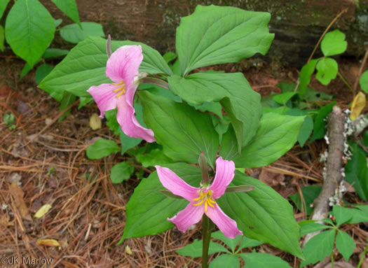 image of Trillium catesbyi, Catesby's Trillium, Rosy Wake-robin, Bashful Trillium, Rose Trillium