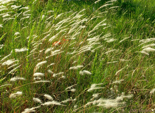 image of Imperata cylindrica, Cogongrass, Bloodroot Grass, Brazilian Satintail