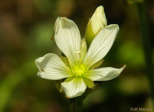 image of Dionaea muscipula, Venus Flytrap, Meadow Clam, Tippitiwitchet