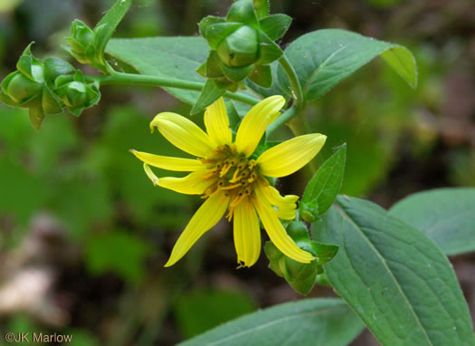 image of Silphium asteriscus var. asteriscus, Starry Rosinweed