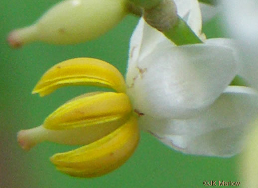 image of Nandina domestica, Nandina, Heavenly-bamboo, Sacred-bamboo