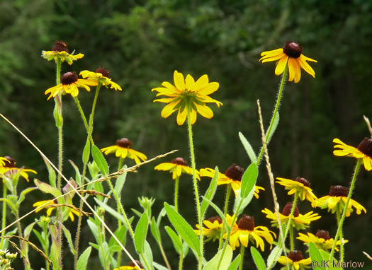 image of Rudbeckia hirta var. hirta, Woodland Black-eyed Susan