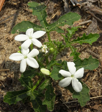 image of Cnidoscolus stimulosus, Spurge-nettle, Tread-softly, Bull-nettle, Finger-rot