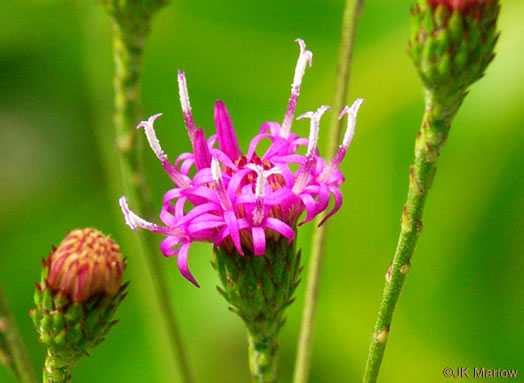 image of Vernonia angustifolia var. angustifolia, Narrowleaf Ironweed, Carolina Slender Ironweed, Carolina Sandhill Ironweed