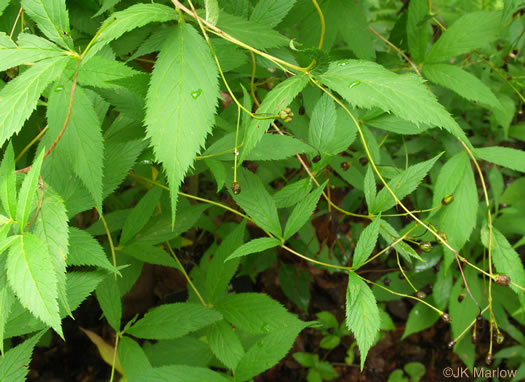 image of Gillenia trifoliata, Bowman's Root, Mountain Indian Physic, Fawn's Breath