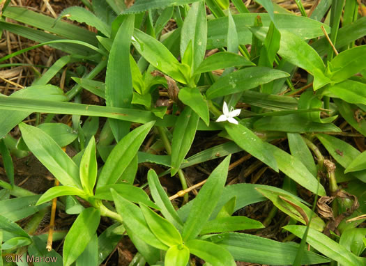 image of Diodia virginiana, Virginia Buttonweed, Large Buttonweed