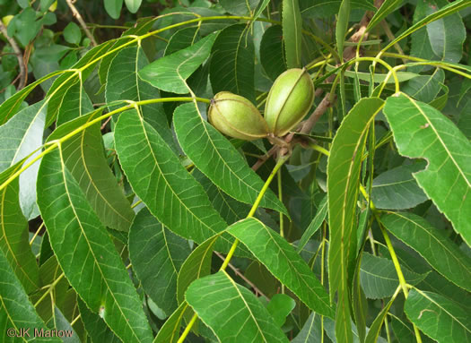 image of Carya illinoinensis, Pecan