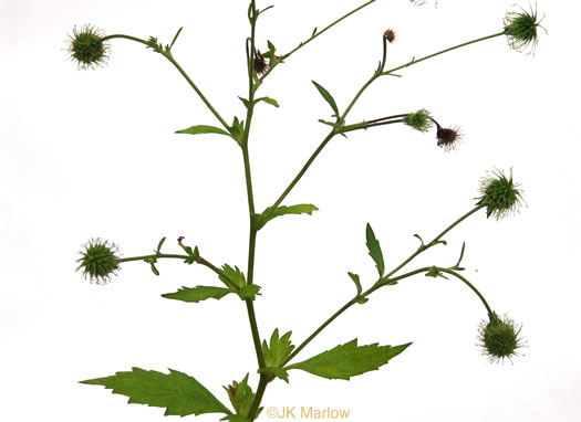 image of Geum virginianum, Pale Avens, Cream Avens