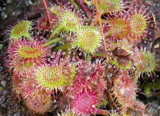 image of Drosera rotundifolia, Roundleaf Sundew