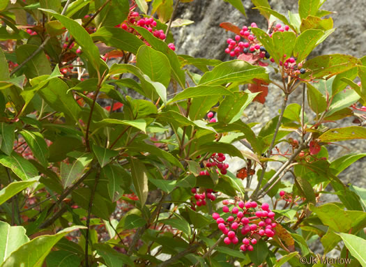 image of Viburnum cassinoides, Northern Wild Raisin, Witherod, Shonny Haw, Shawnee Haw