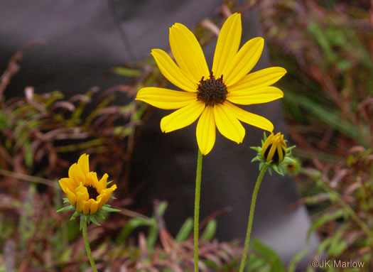 image of Helianthus angustifolius, Narrowleaf Sunflower, Swamp Sunflower