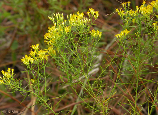 image of Euthamia caroliniana, Carolina Goldentop, Slender Flattop Goldenrod