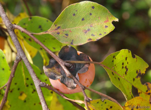 image of Diospyros virginiana, American Persimmon, Possumwood, Simmon