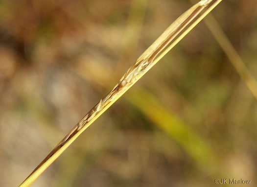 image of Sporobolus clandestinus, Rough Dropseed