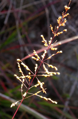 panicle