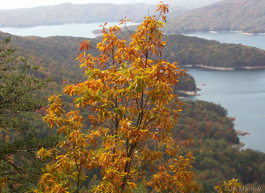 image of Quercus montana, Rock Chestnut Oak, Mountain Oak, Tanbark Oak