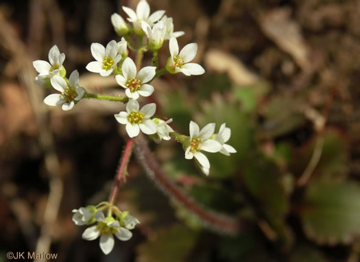 image of Micranthes virginiensis, Early Saxifrage