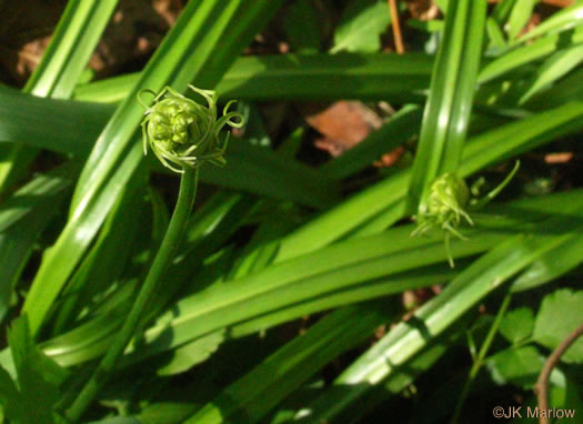 image of Camassia scilloides, Wild Hyacinth, Eastern Camas Lily, Quamash Lily