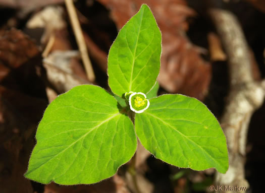 image of Euphorbia mercurialina, Cumberland Spurge, Mercury Spurge