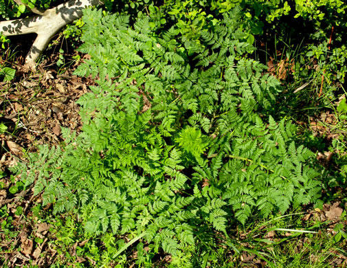 image of Conium maculatum, Poison-hemlock