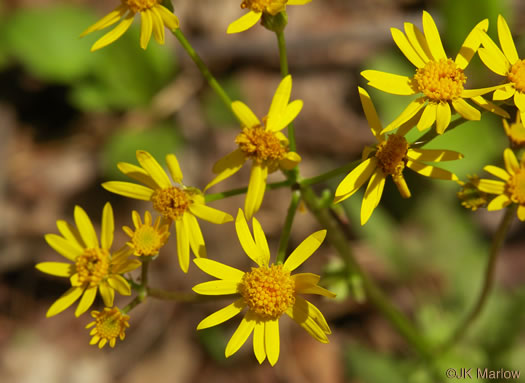 image of Packera obovata, Roundleaf Ragwort, Roundleaf Groundsel, Spatulate-leaved Ragwort, Running Ragwort