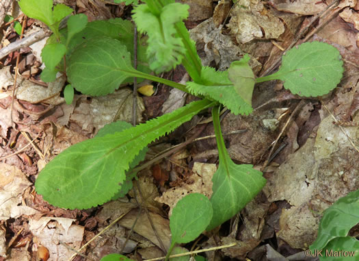 image of Packera obovata, Roundleaf Ragwort, Roundleaf Groundsel, Spatulate-leaved Ragwort, Running Ragwort