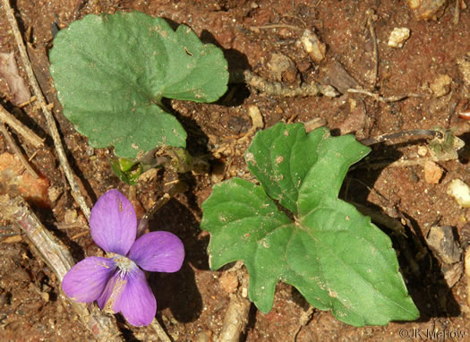 image of Viola palmata var. palmata, Wood Violet, Southern Three-lobed Violet