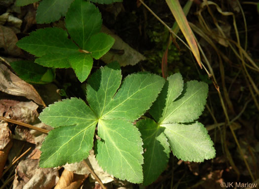 image of Sanicula smallii, Small's Sanicle, Southern Sanicle, Small's Black-snakeroot